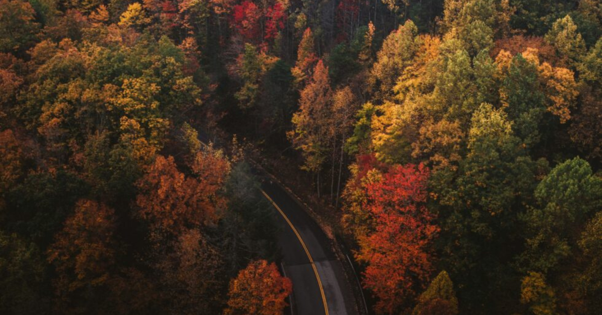 true-by-hilton-uai-798x532 A canopy of vibrant fall foliage frames an open road — one of the best autumn travel destinations for a scenic drive.