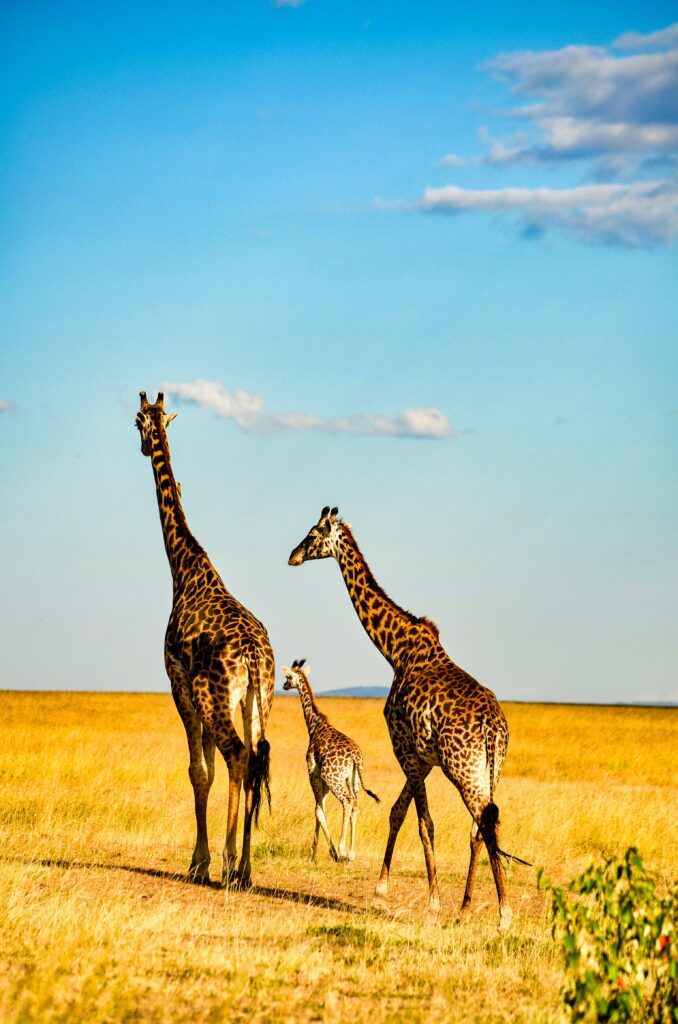 Two adult and one baby giraffe walking through a yellow grassland with a bright blue sky.