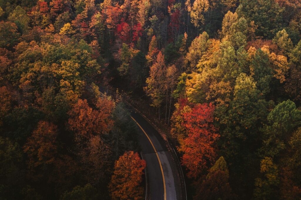Birdseye view of autumn leaves changing through a forest with a winding road running through the trees.