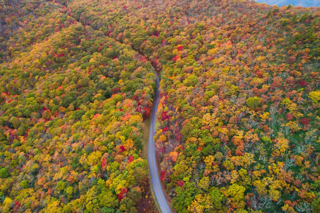A birdseye view of a winding road, surrounded by a forest of green, yellow, and some red trees during autumn.