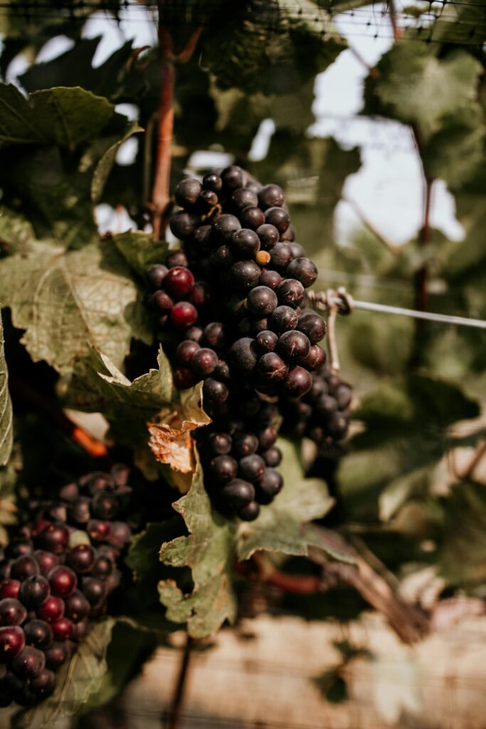 A close-up of red wine grapes hanging from a vine and surrounded by leaves.